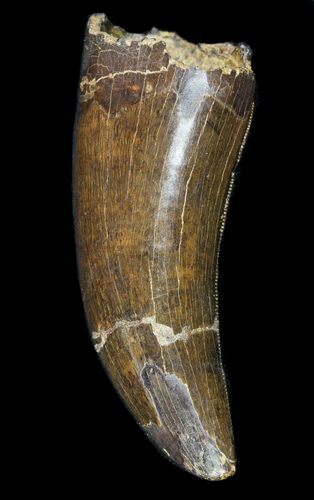 Tyrannosaur (Nanotyrannus) Tooth - Montana #51038